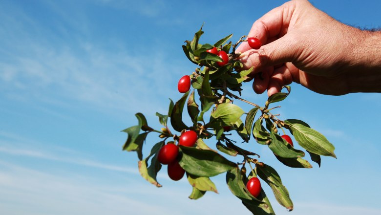 Dirndln aus dem Pielachtal, &copy; weinfranz.at