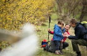 Dirndlbl&uuml;te, PIelachtal, DIrndlbl&uuml;tenwanderung, &copy; Mostviertel Tourismus, weinfranz.at