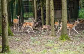 Wildgehege im Stadtwald St. P&ouml;lten, &copy; Christian Kr&uuml;ckel