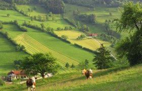 Blick nach Tradigist, © www.steinschalerwiki.at