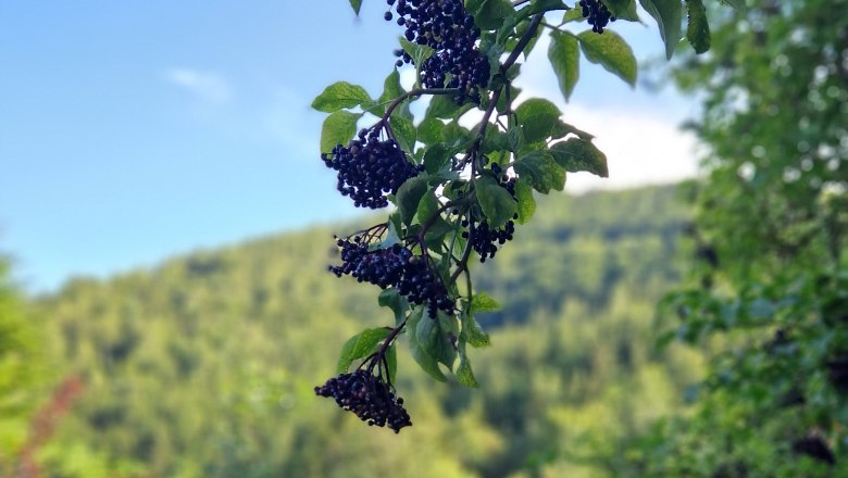 Garten, © Ferienhaus Kräuterhäusl