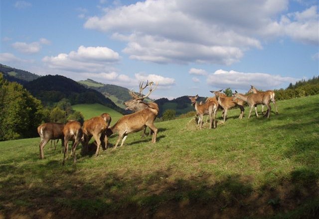 Eine Gruppe von Hirschen auf einer grünen Wiese mit Hügeln im Hintergrund.