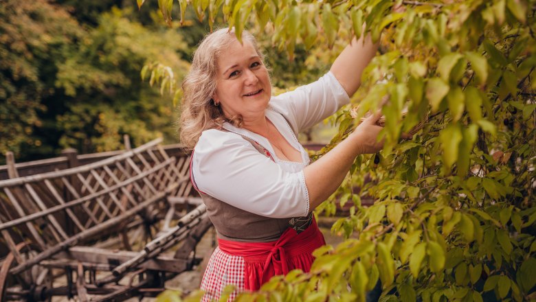 Frau in traditioneller Kleidung pflückt Blätter von einem Baum.