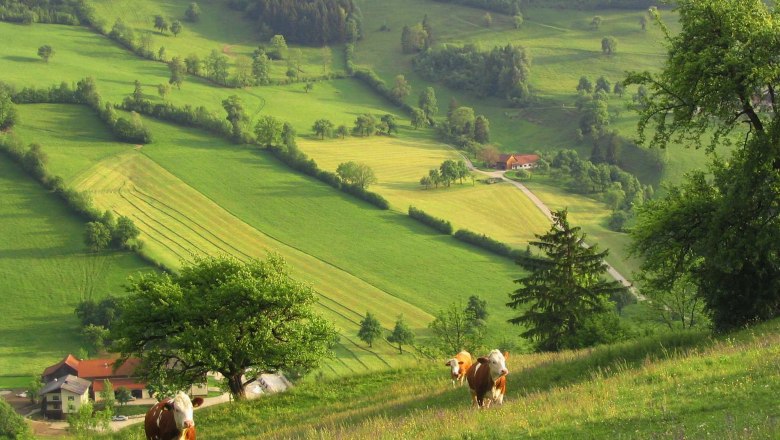 Blick nach Tradigist, © www.steinschalerwiki.at