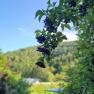 Garten, © Ferienhaus Kräuterhäusl
