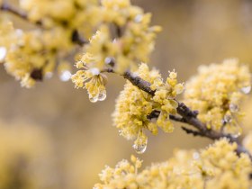 Die zarten, gelben Bl&uuml;ten der Dirndlstr&auml;ucher erbl&uuml;hen in voller Pracht und verleihen der Landschaft einen Hauch von Fr&uuml;hlingszauber. Tropfen von frischem Regen funkeln im Sonnenlicht und schaffen eine harmonische Atmosph&auml;re, die zum Verweilen einl&auml;dt.
