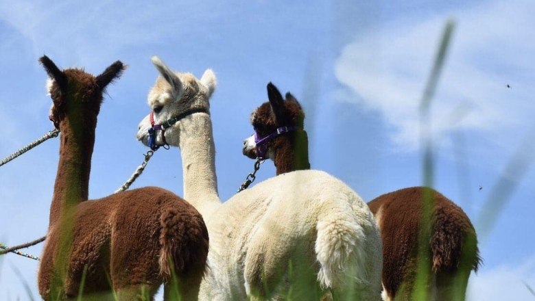 Dirndltal Alpaka, &copy; Marion Lorenz