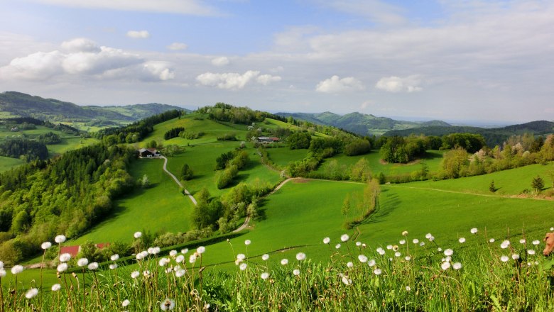 Grüne Hügellandschaft mit Löwenzahn im Vordergrund und bewölktem Himmel.