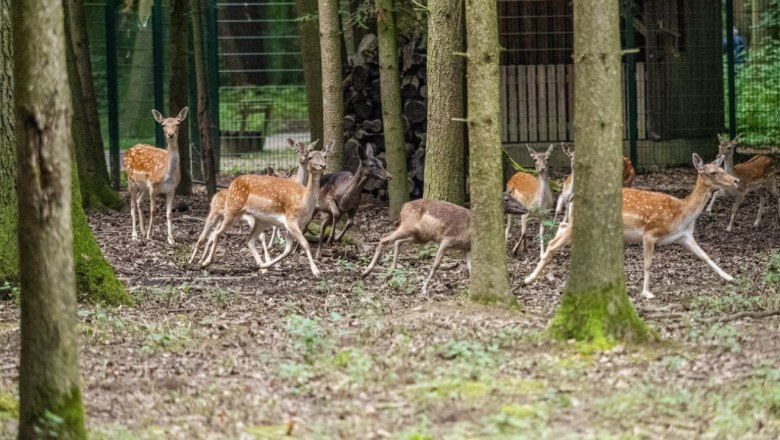 Wildgehege im Stadtwald St. P&ouml;lten, &copy; Christian Kr&uuml;ckel