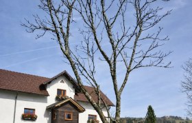 historische Bauernhaus mit roten Dachziegeln und Blumenk&auml;sten vor einem bl&auml;tterlosen Baum auf einer gr&uuml;nen Wiese.
