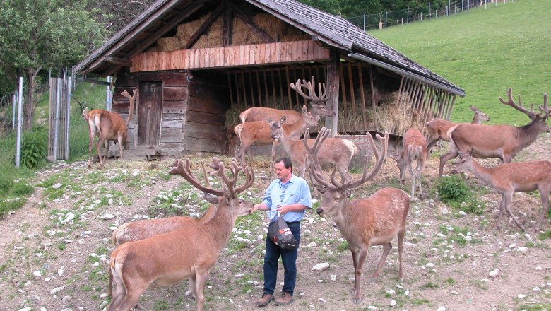 Ein Mann füttert Hirsche vor einem Holzschuppen in einem Gehege.