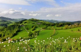Gr&uuml;ne H&uuml;gellandschaft mit L&ouml;wenzahn im Vordergrund und bew&ouml;lktem Himmel.